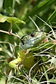 LACERTA VIRIDIS (LACERTA BILINEATA)