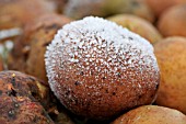 FROST ON ROTTING APPLES