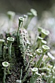 CLADONIA CARNEOLA, CUP LICHEN