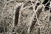 PENNISETUM VILLOSUM COVERED IN FROST