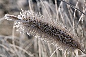 PENNISETUM VILLOSUM COVERED IN FROST