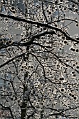 FROST ON PLATANUS