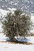 OLEA EUROPEA IN THE SNOW