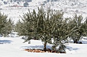 OLEA EUROPEA IN THE SNOW