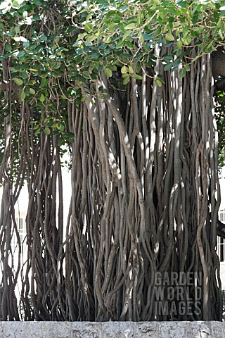 FICUS_BENGHALENSIS_SHOWING_PROP_ROOTS