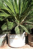 CYCAS REVOLUTA IN CONTAINER