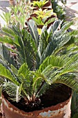 CYCAS REVOLUTA IN CONTAINERS