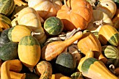 PUMPKINS AND SQUASHES