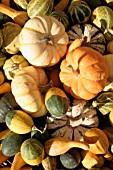 PUMPKINS AND SQUASHES