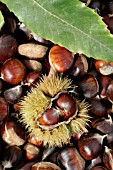 CASTANEA SATIVA