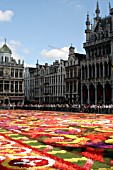 FLOWER CARPET, BRUSSELS, GRAND PLACE, 2008