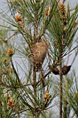 THAUMETOPOEA PITYOCAMPA NEST ON PINE TREE