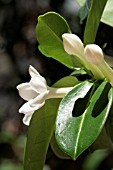 STEPHANOTIS FLORIBUNDA