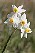 NARCISSUS TAZETTA SYRIACUS