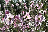 ALCEA SETOSA PALMATA