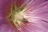 ALCEA SETOSA PALMATA