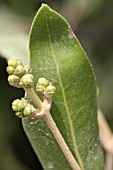 AVICENNIA MARINA, (GREY MANGROVE)