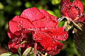 WATER DROPS ON RED ROSES