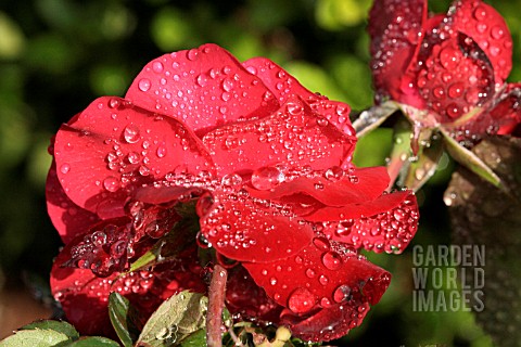 WATER_DROPS_ON_RED_ROSES