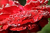 WATER DROPS ON ROSE PETALS