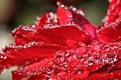 WATER DROPS ON ROSE PETALS