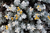 OTANTHUS MARITIMUS