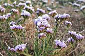 LIMONIUM SINUATUM