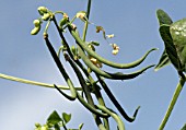 PHASEOLUS VULGARIS, FRENCH BEANS