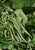 PHASEOLUS VULGARIS, FRENCH BEANS