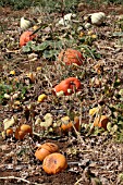 PUMPKINS IN FIELD READY FOR HARVEST