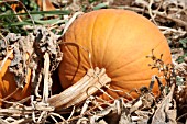 PUMPKIN IN FIELD