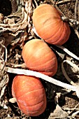 PUMPKINS IN FIELD