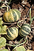 PUMPKINS ON THE GROUND