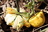 PUMPKINS ON THE GROUND