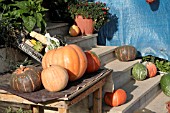 PUMPKINS FOR SALE, LEBANON