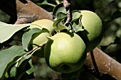 MALUS DOMESTICA GRANNY SMITH