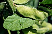 GLYCINE MAX, SOYA BEAN