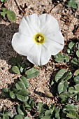 IPOMOEA STOLONIFERA, LEBANON