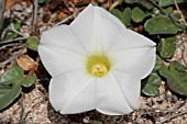 IPOMOEA STOLONIFERA, LEBANON