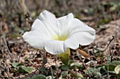 IPOMOEA STOLONIFERA, LEBANON