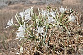 PANCRATIUM MARITIMUM, LEBANON