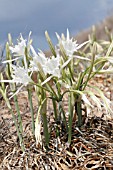 PANCRATIUM MARITIMUM, LEBANON