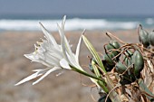 PANCRATIUM MARITIMUM, LEBANON