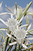 PANCRATIUM MARITIMUM, LEBANON