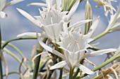 PANCRATIUM MARITIMUM, LEBANON