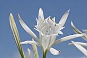 PANCRATIUM MARITIMUM, LEBANON