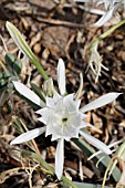 PANCRATIUM MARITIMUM, LEBANON