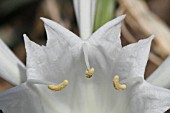 PANCRATIUM MARITIMUM, LEBANON