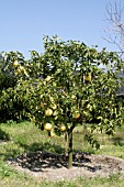 CITRUS LEMON, AMALFI PENINSULA