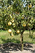 CITRUS LEMON, AMALFI PENINSULA